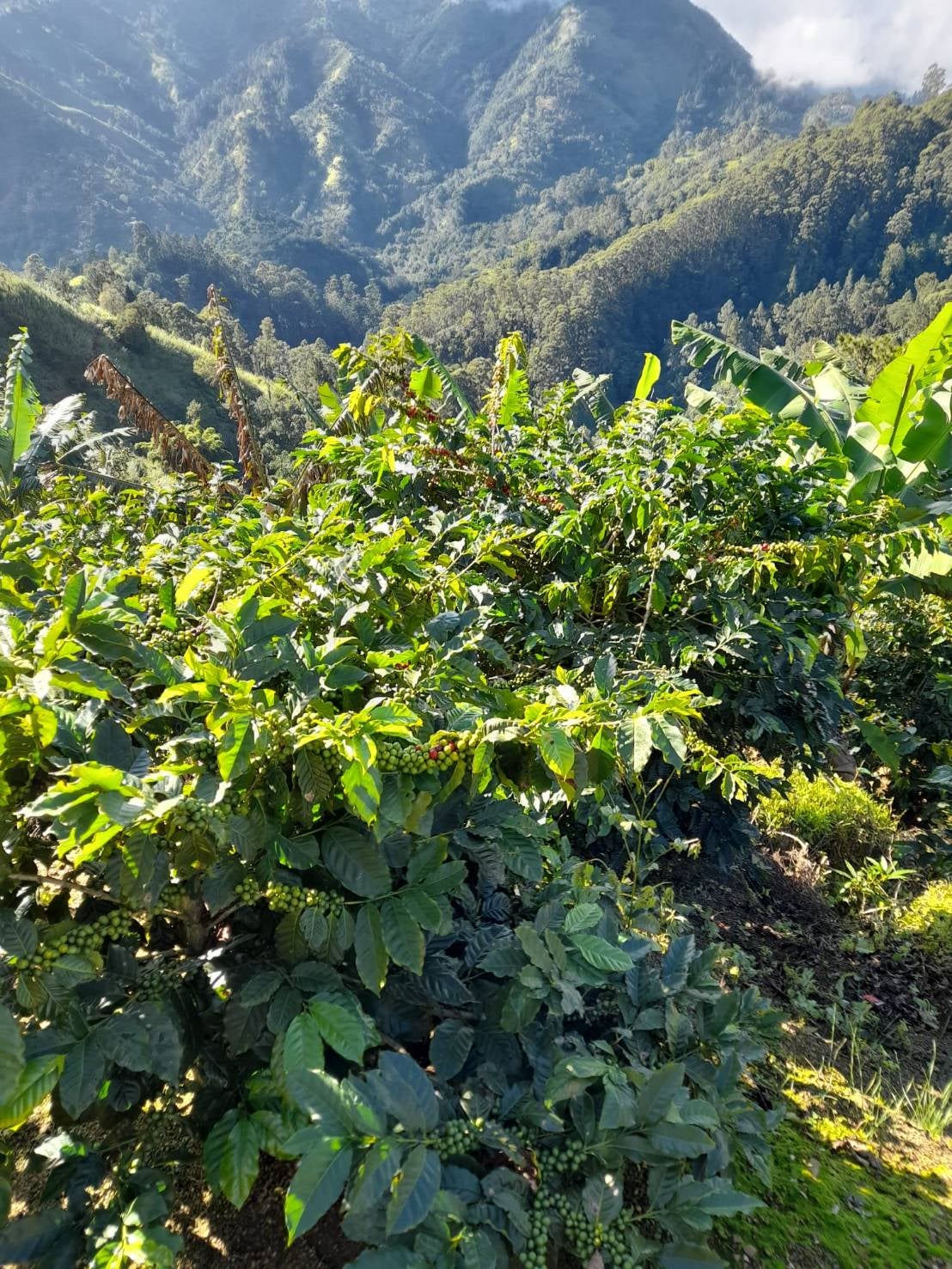 100% Jamaica Blue Mountain Coffee & Chocolate | LENY